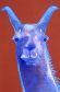 Llama