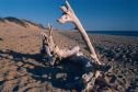 Driftwood, Cape Cod National Seashore, MA 