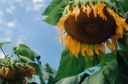 Sunflowers, Adams Co., PA